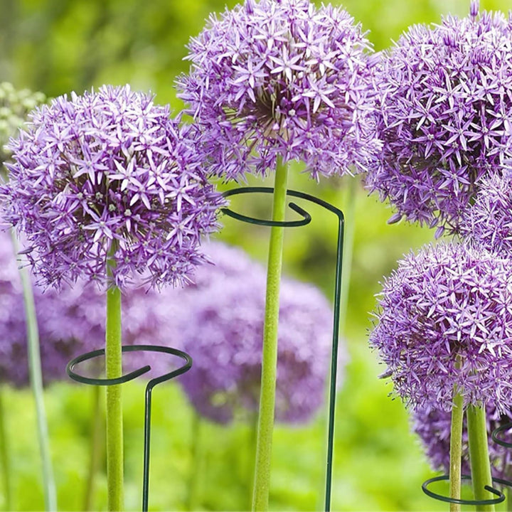 10 Stücke Staudenhalter, Strauchstütze, Blumenstütze, Metall Garten Stützring, Pflanzenhalter Ringkä