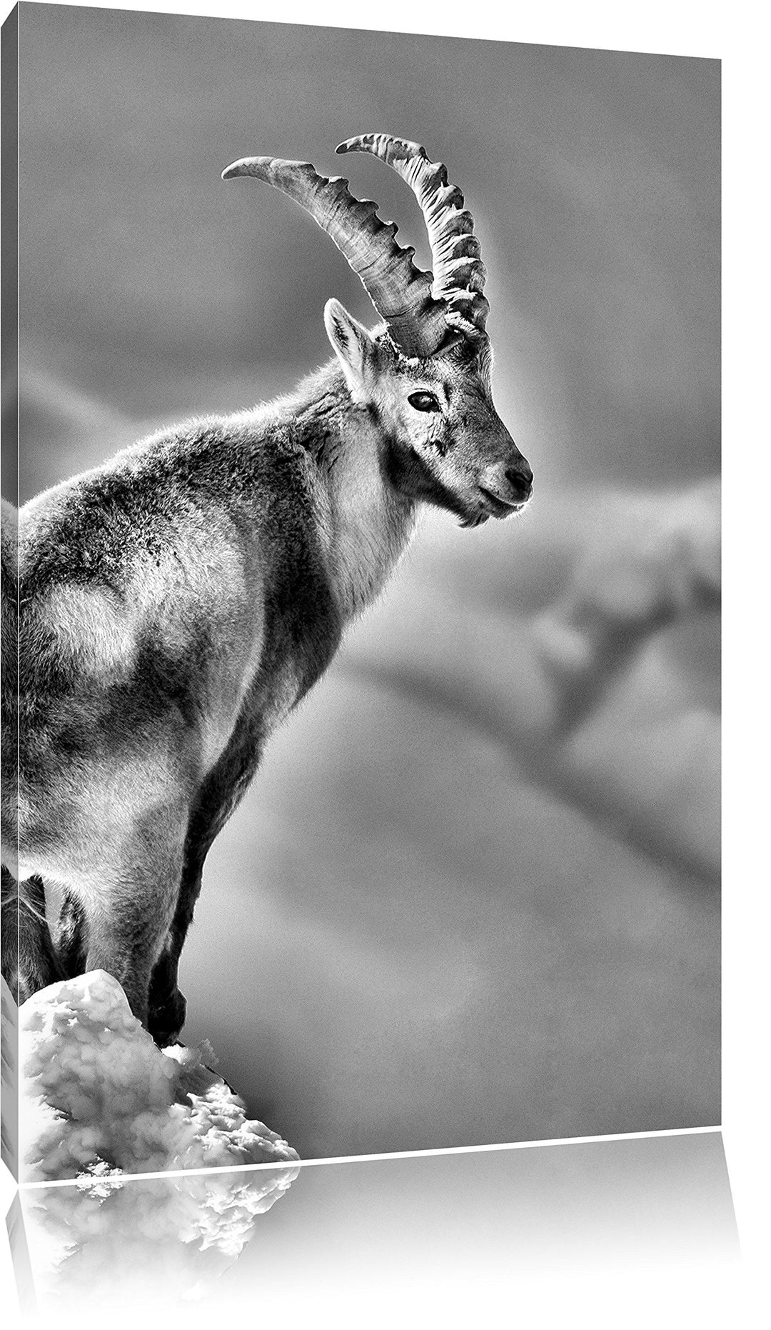 Pixxprint Steinbock im Schnee als Leinwandbild/Grösse: 100x70 / Wandbild/Kunstdruck/fertig bespannt,