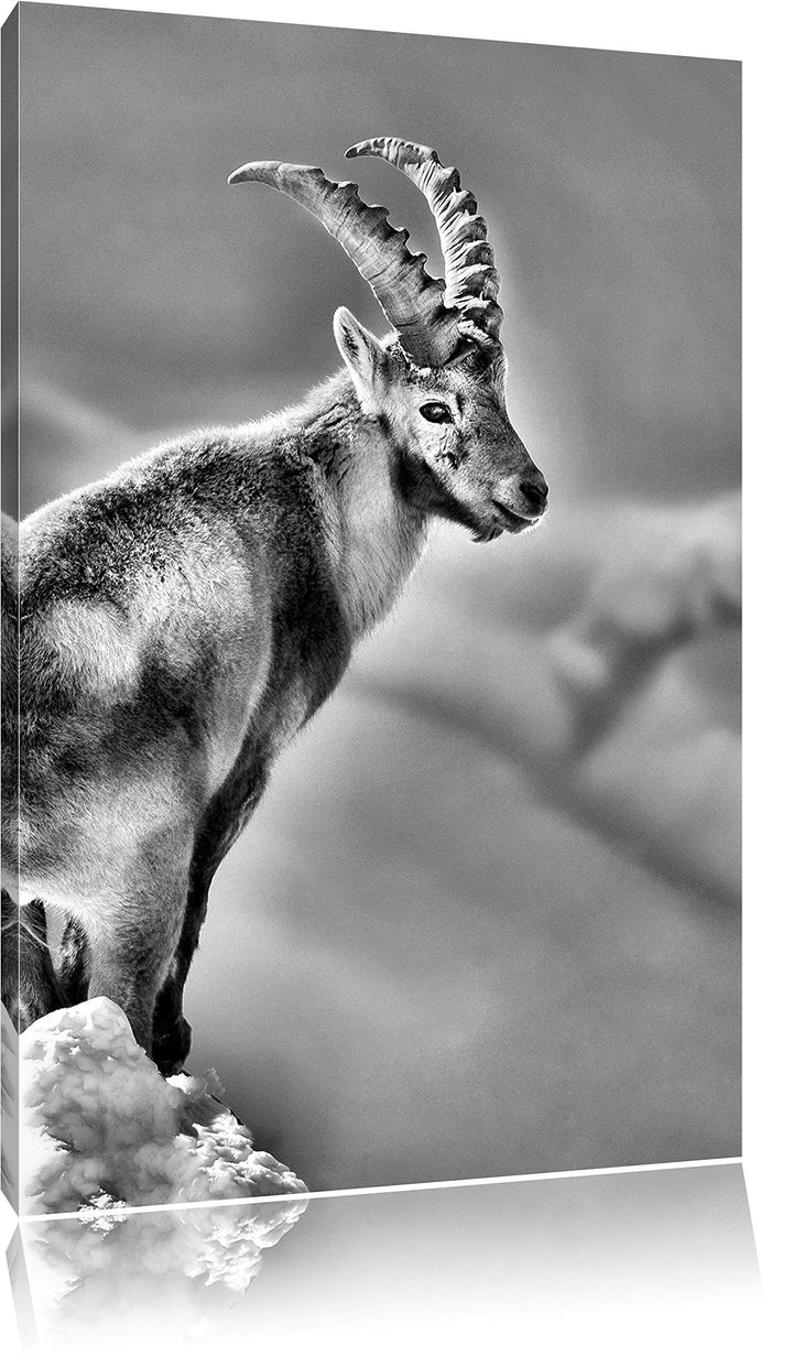 Pixxprint Steinbock im Schnee als Leinwandbild/Grösse: 100x70 / Wandbild/Kunstdruck/fertig bespannt,