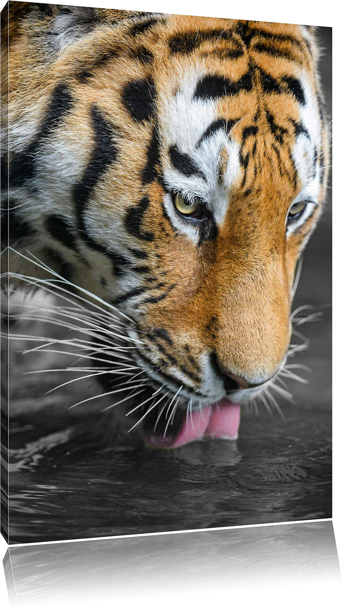 maiestätischer Tiger trinkt schwarz/weiss auf Leinwand, XXL riesige Bilder fertig gerahmt mit Keilra