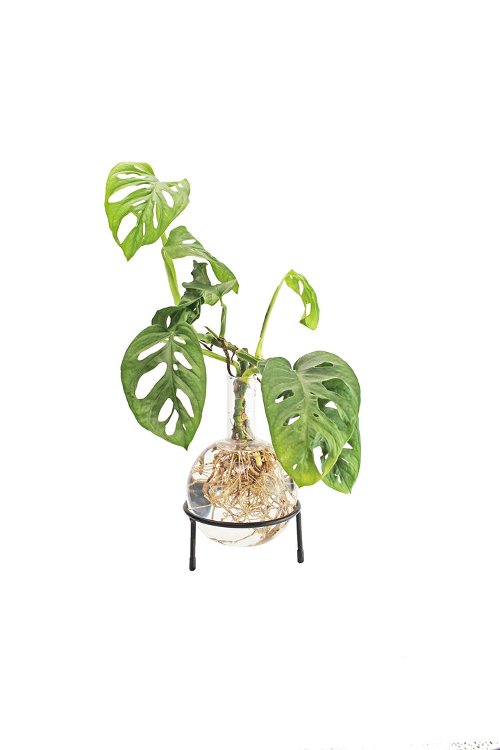 Winkee - Hydrovase Flora 1,5 L | Blumenvase mit Metall-Ständer | Table Planter | Moderne Deko | Glas