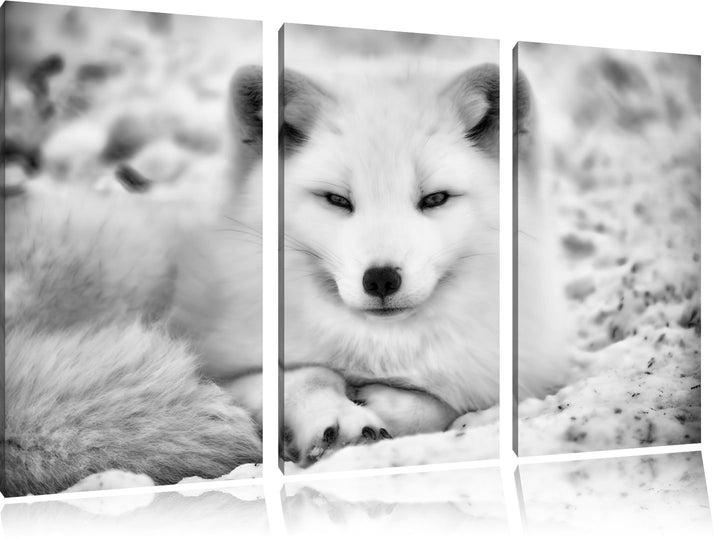 Pixxprint Weisser Fuchs als Leinwandbild/Grösse: 3 Teilig (120x80) cm/Wandbild/Kunstdruck/fertig bes
