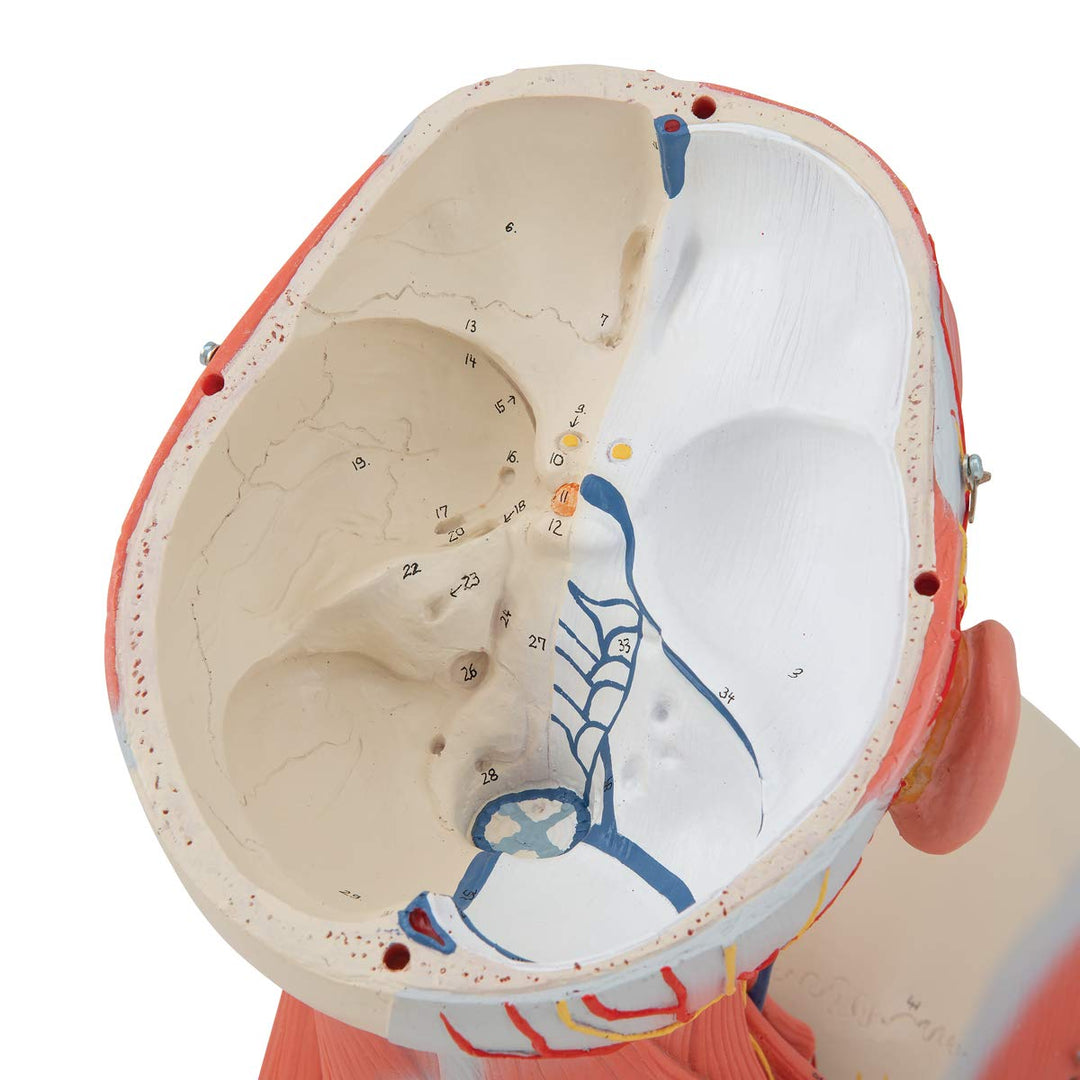 3B Scientific C05 Kopf- und Halsmuskulatur, 5-teilig + kostenlose Anatomie App - 3B Smart Anatomy