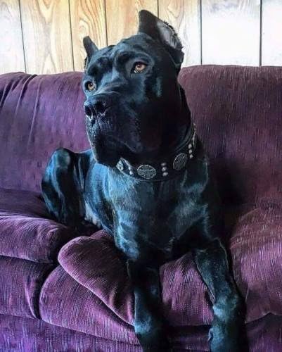 Bestia "Maximus Echtleder Hundehalsband für grosse Hunde M- 42.5 bis 52.5 cm Halsumfang Schwarz, M-