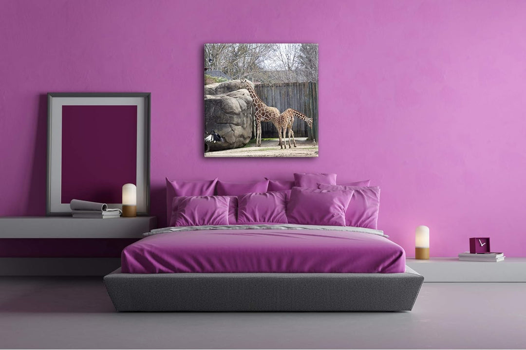 deyoli Zwei Giraffen in Einem Gehege Format: 70x70 als Leinwandbild, Motiv fertig gerahmt auf Echtho