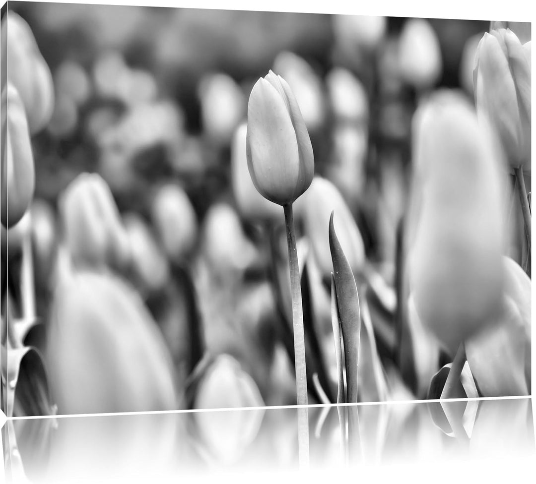 Pixxprint Gelbe Tulpen im Frühling / 100x70cm Leinwandbild bespannt auf Holzrahmen/Wandbild Kunstdru