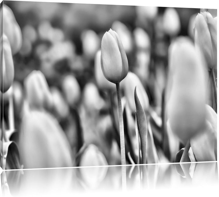 Pixxprint Gelbe Tulpen im Frühling / 100x70cm Leinwandbild bespannt auf Holzrahmen/Wandbild Kunstdru