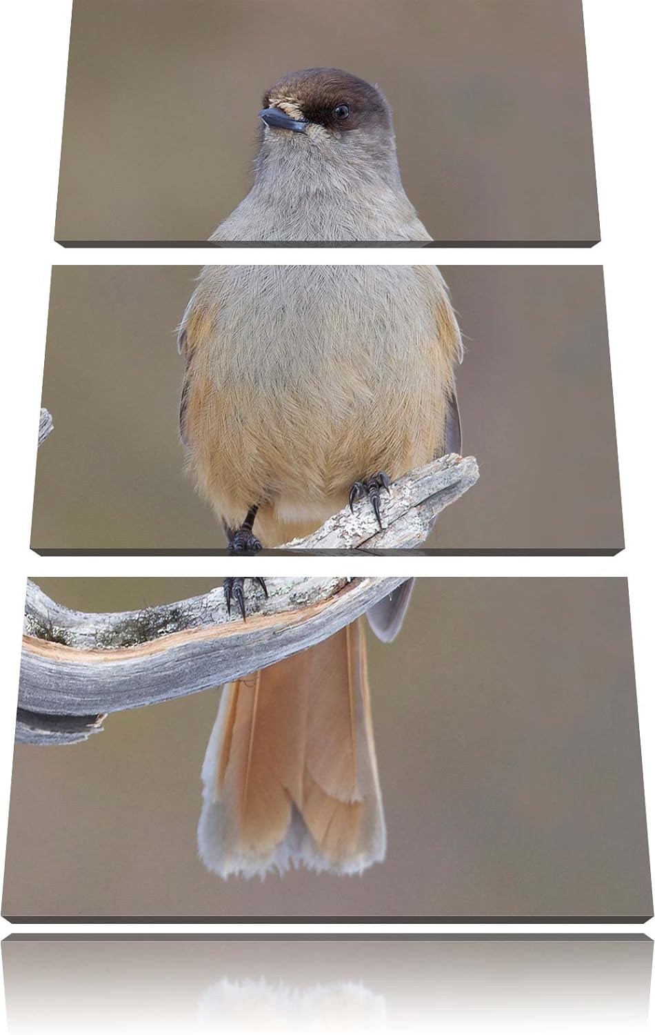 Pixxprint Kleiner Vogel auf AST als Leinwandbild/Grösse: 3 Teilig (120x80) cm/Wandbild/Kunstdruck/fe