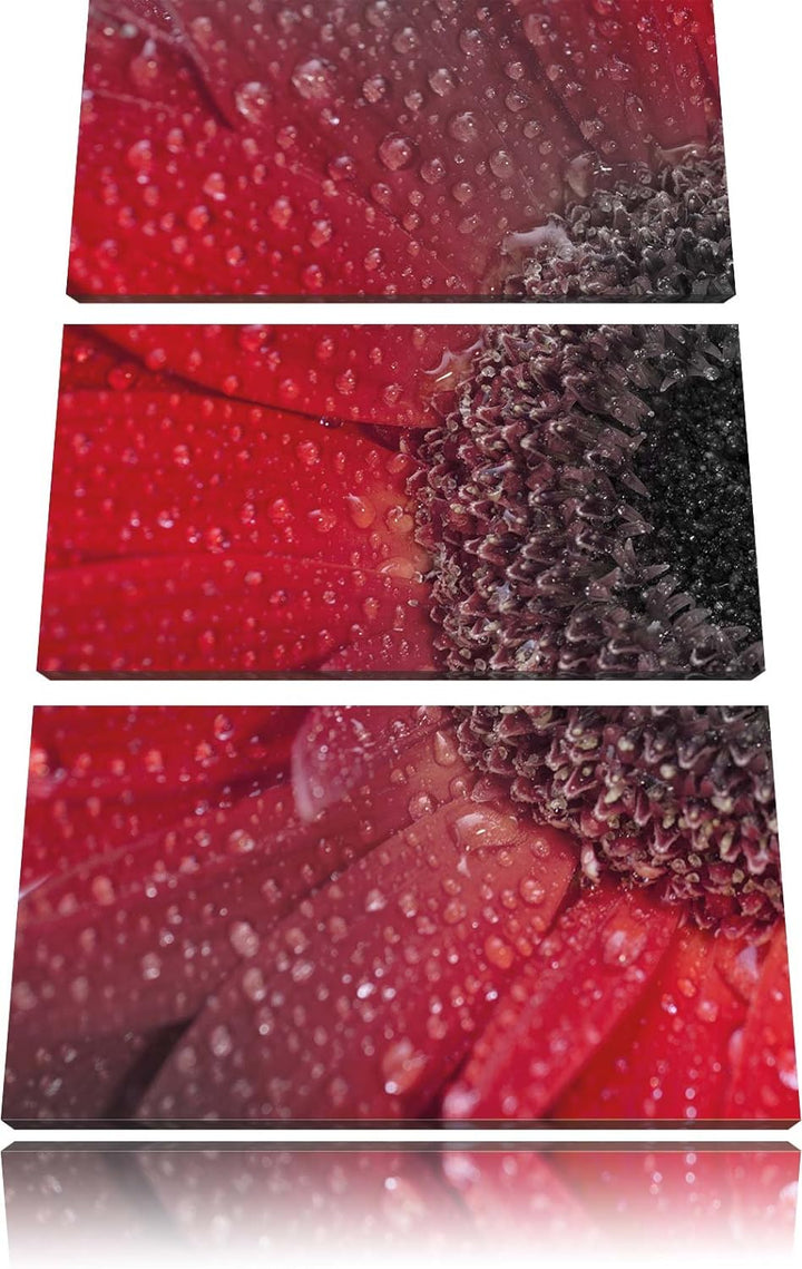 Pixxprint Rote Gerbera mit Wassertropfen als Leinwandbild/Grösse: 3 Teilig (120x80) cm/Wandbild/Kuns