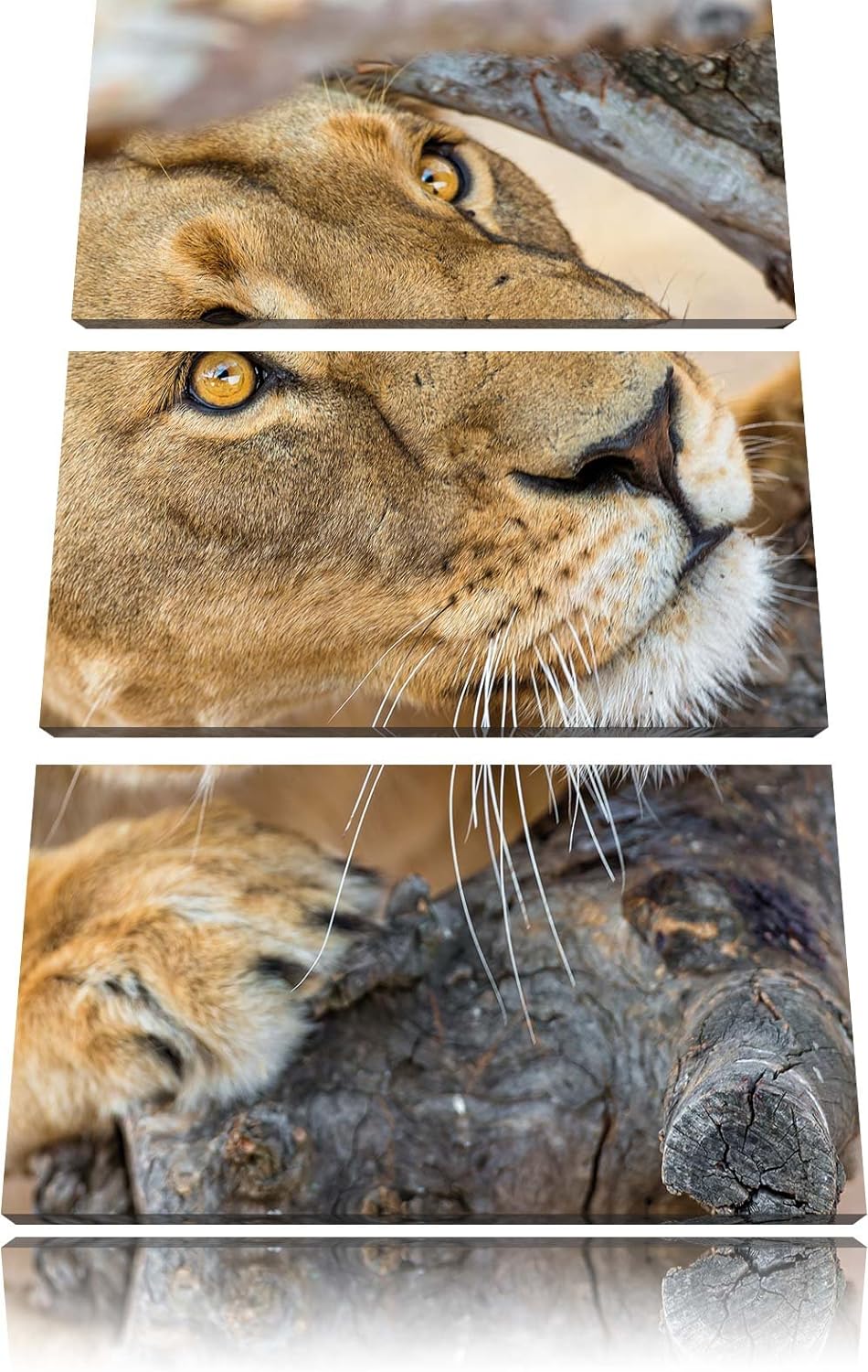 Pixxprint anpirschende Löwin 3-Teiler Leinwandbild 120x80 Bild auf Leinwand