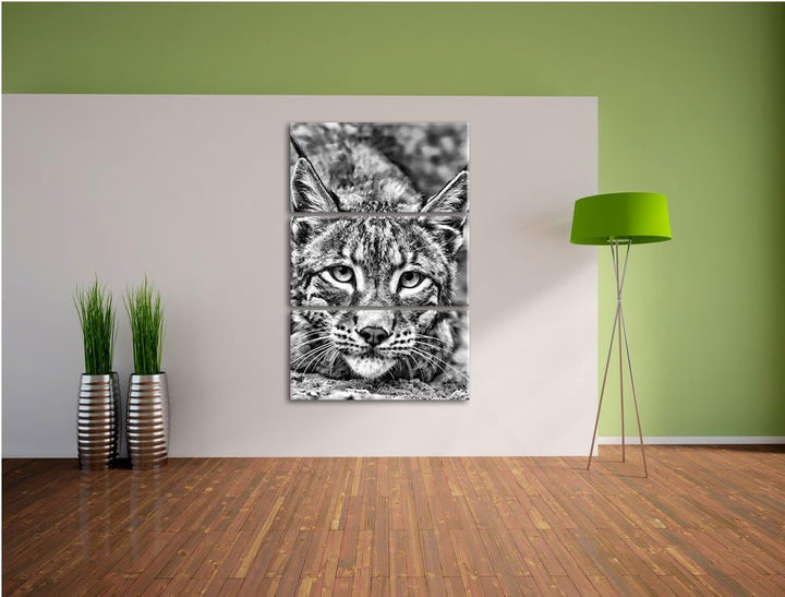 Pixxprint wachsamer Luchs als Leinwandbild/Grösse: 3 Teilig (120x80) cm/Wandbild/Kunstdruck/fertig b