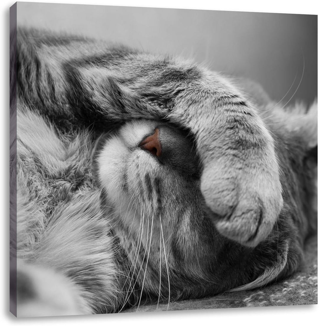 Pixxprint niedliche Katze beim schlafen/Format: 70x70cm / Leinwandbild fertig bespannt Wandbild Kuns