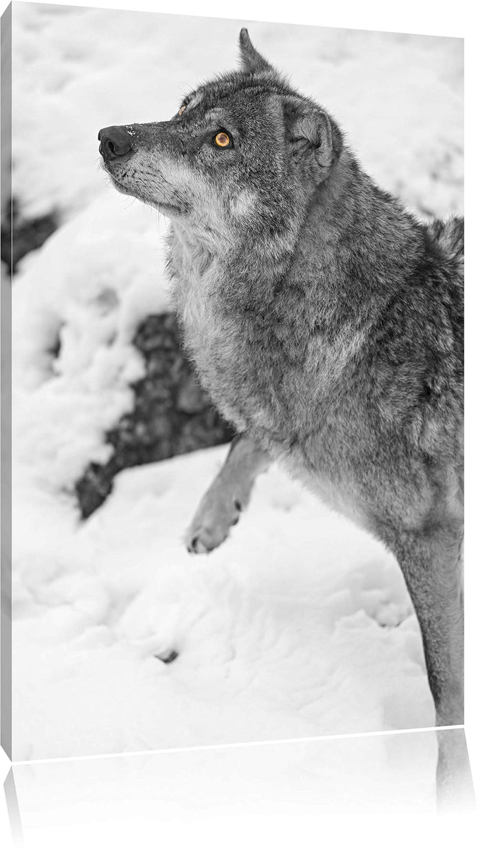 schöner Wolf im Schnee schwarz/weiss auf Leinwand, XXL riesige Bilder fertig gerahmt mit Keilrahmen,