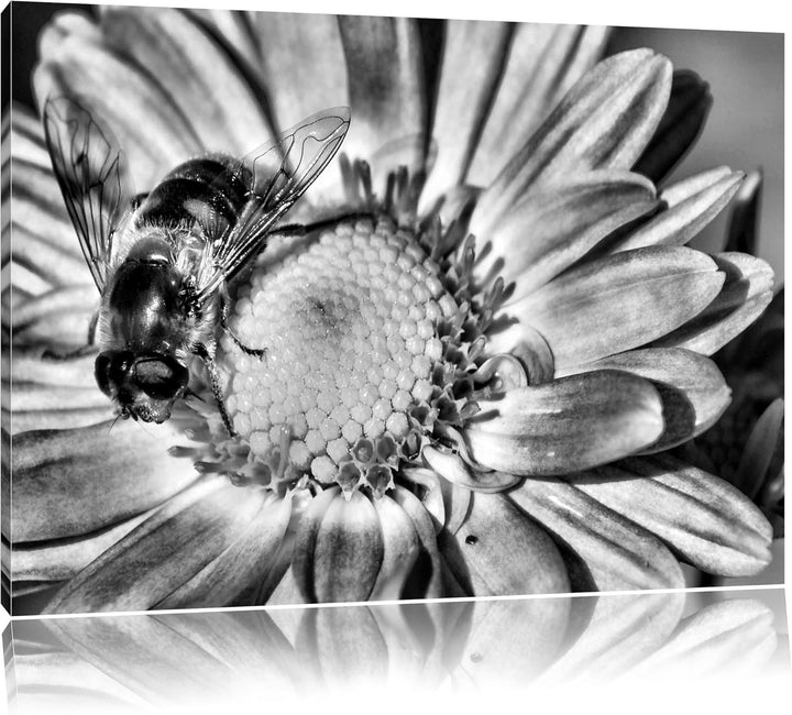 Pixxprint Biene auf Margarete / 100x70cm Leinwandbild bespannt auf Holzrahmen/Wandbild Kunstdruck De