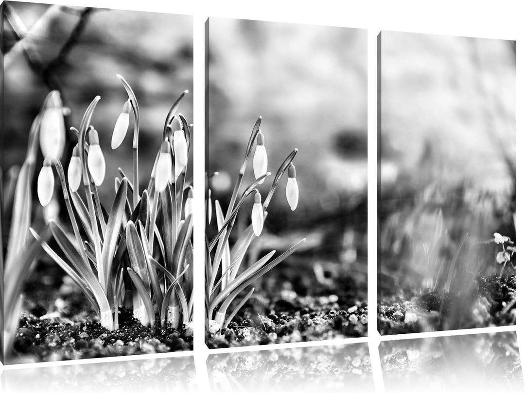 Pixxprint Schneeglöckchen am Waldrand als Leinwandbild/Grösse: 3 Teilig (120x80) cm/Wandbild/Kunstdr
