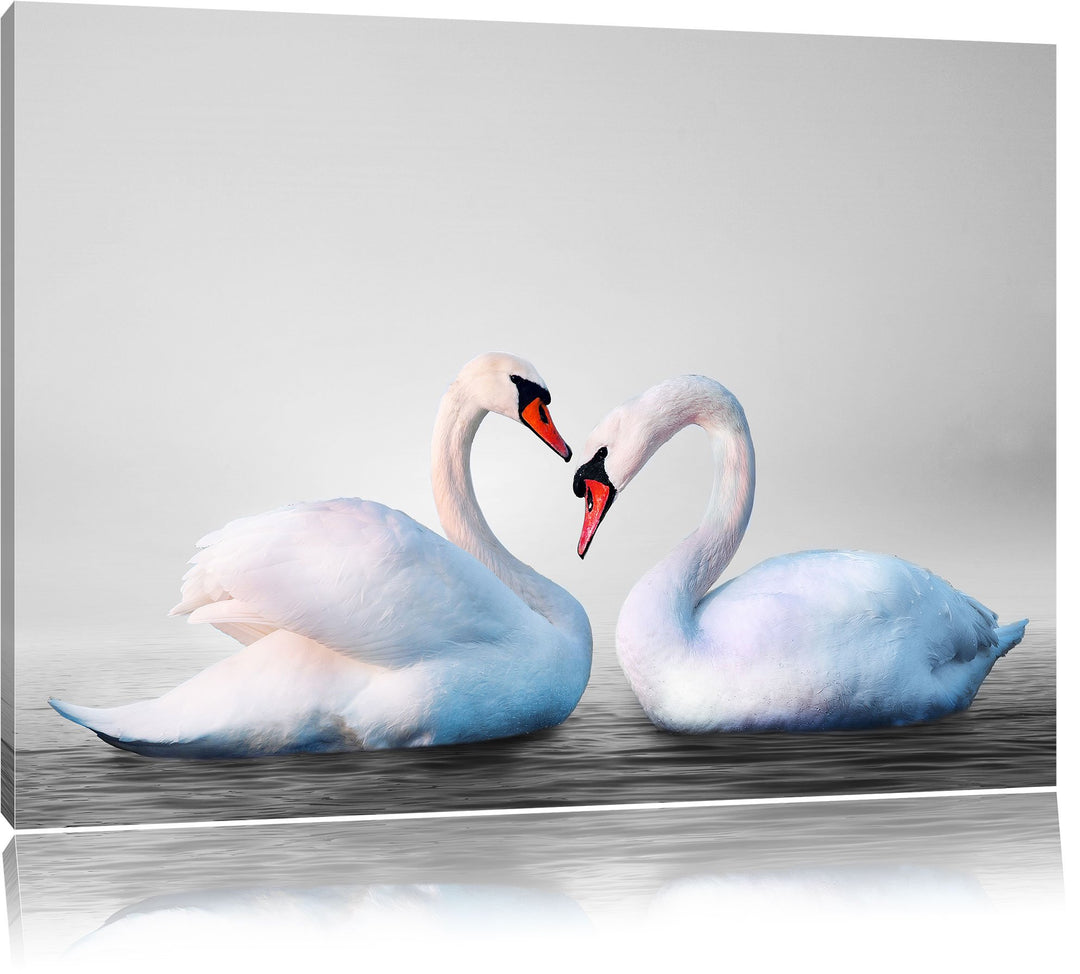Pixxprint Schwäne auf dem Wasser als Leinwandbild/Grösse: 100x70 / Wandbild/Kunstdruck/fertig bespan