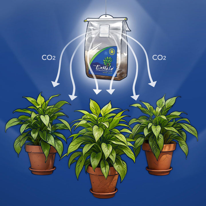 ExHale CO2 für Zimmerpflanzen 1, 1