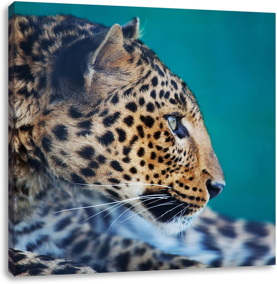 Wachsamer Gepard, Format: 70x70 auf Leinwand, XXL riesige Bilder fertig gerahmt mit Keilrahmen, Kuns