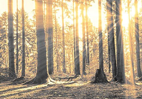 murando - Bilder Wald 135x45 cm Vlies Leinwandbild 1 tlg Kunstdruck modern Wandbilder XXL Wanddekora