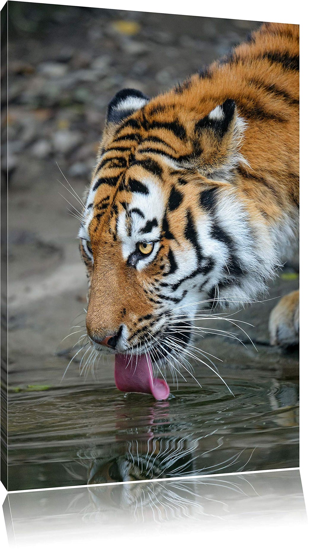 Pixxprint Tiger am Wasser auf Leinwand, XXL riesige Bilder fertig gerahmt mit Keilrahmen, Kunstdruck