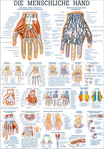 Ruediger Anatomie TA29LAM Die menschliche Hand Tafel, 70 cm x 100 cm, laminiert