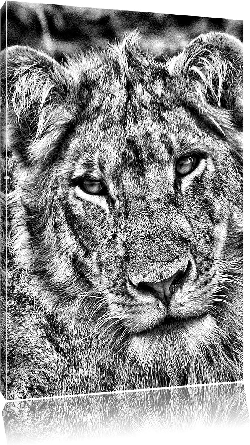 Monocrome, Löwenteenager, Format: 100x70 auf Leinwand, XXL riesige Bilder fertig gerahmt mit Keilrah