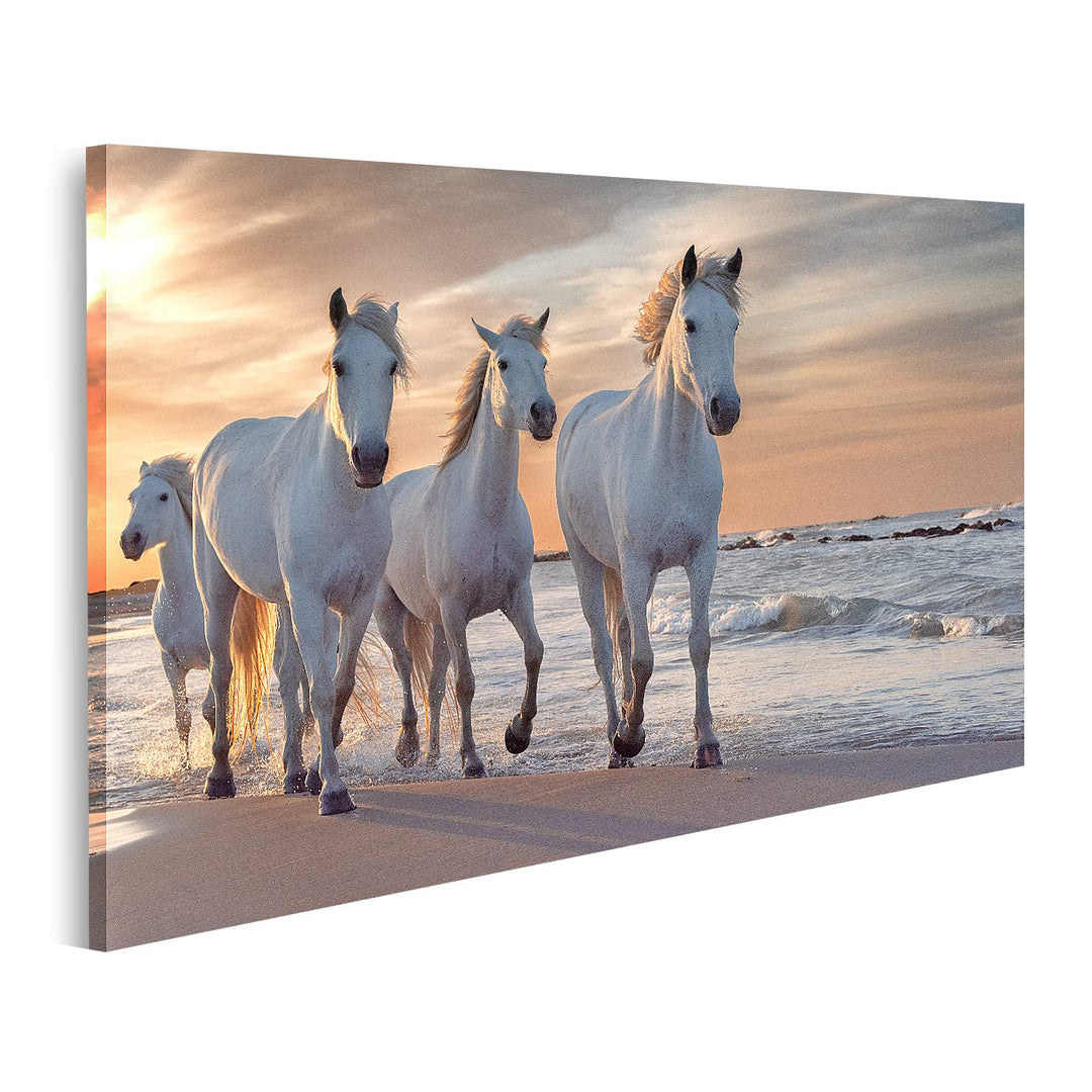 islandburner Bild auf Leinwand Weisse Pferde Camargue Frankreich Herde Bilder Wandbilder Poster Lein
