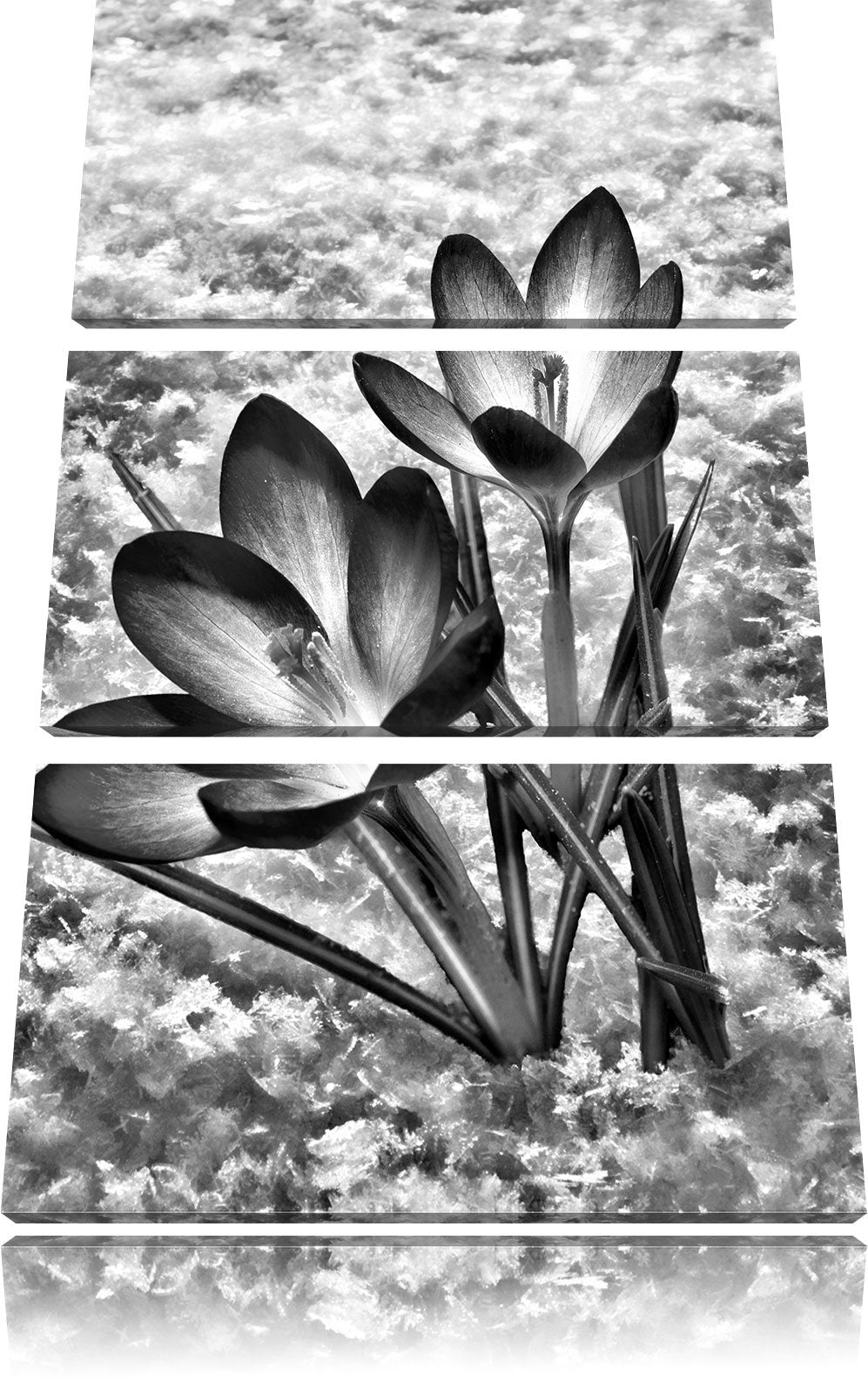 Pixxprint Monocrome, Lila Krokusse im Schnee 3-Teiler Leinwandbild 120x80 Bild auf Leinwand