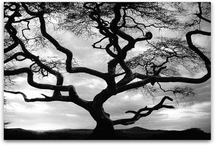 Startonight Leinwandbilder Schwarz und Weiss Sonnenuntergang Hinter dem Baum, Doppelansicht Überrasc
