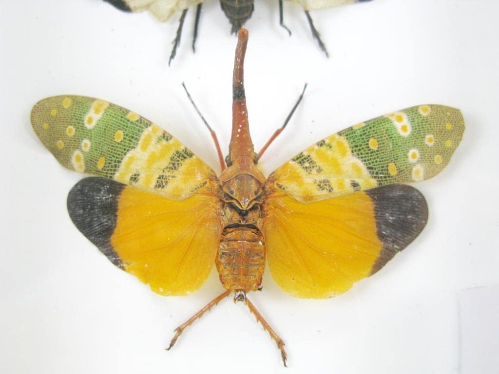 Echte exotische riesige Käfer, Insekten und Krabbler im Schaukasten - Insekten - Taxidermie (3x Pyro
