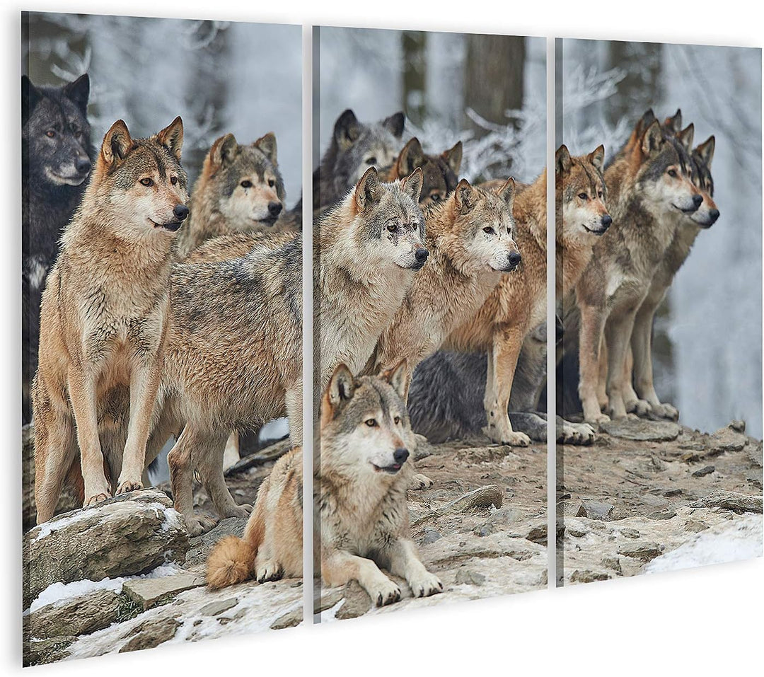 islandburner Bild auf Leinwand Rudel Wölfe Schnee Bilder Wandbilder Poster Leinwand 130x80cm - 3 Tei