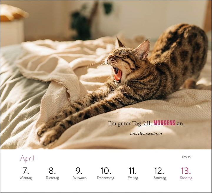 Wochenkalender 2025: Kluge Katzen: Katzenkalender zum Aufstellen mit Wochenkalendarium, Tischkalende