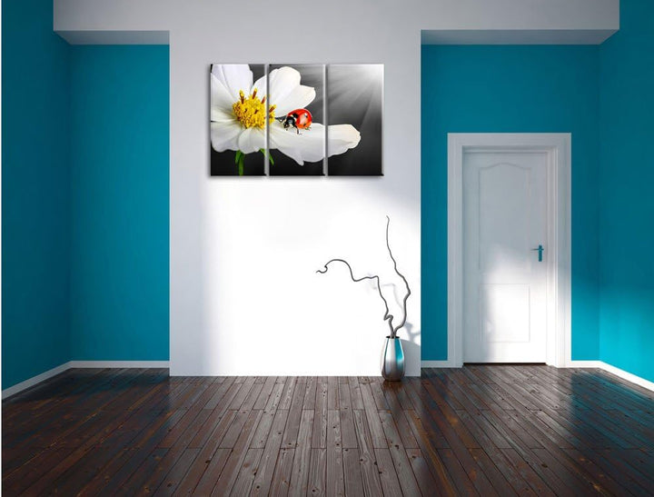 Pixxprint Marienkäfer auf Einer weissen Blume als Leinwandbild/Grösse: 3 Teilig (120x80) cm/Wandbild