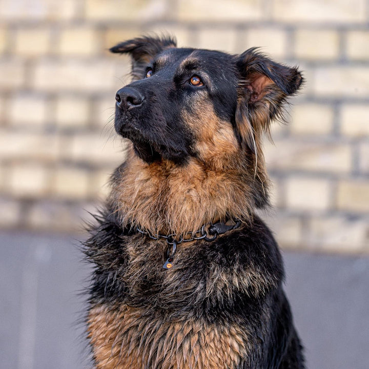 Sprenger Hundehalskette mit Sprenger Haken aus Edelstahl rostfrei 4 mm I Grösse individuell einstell