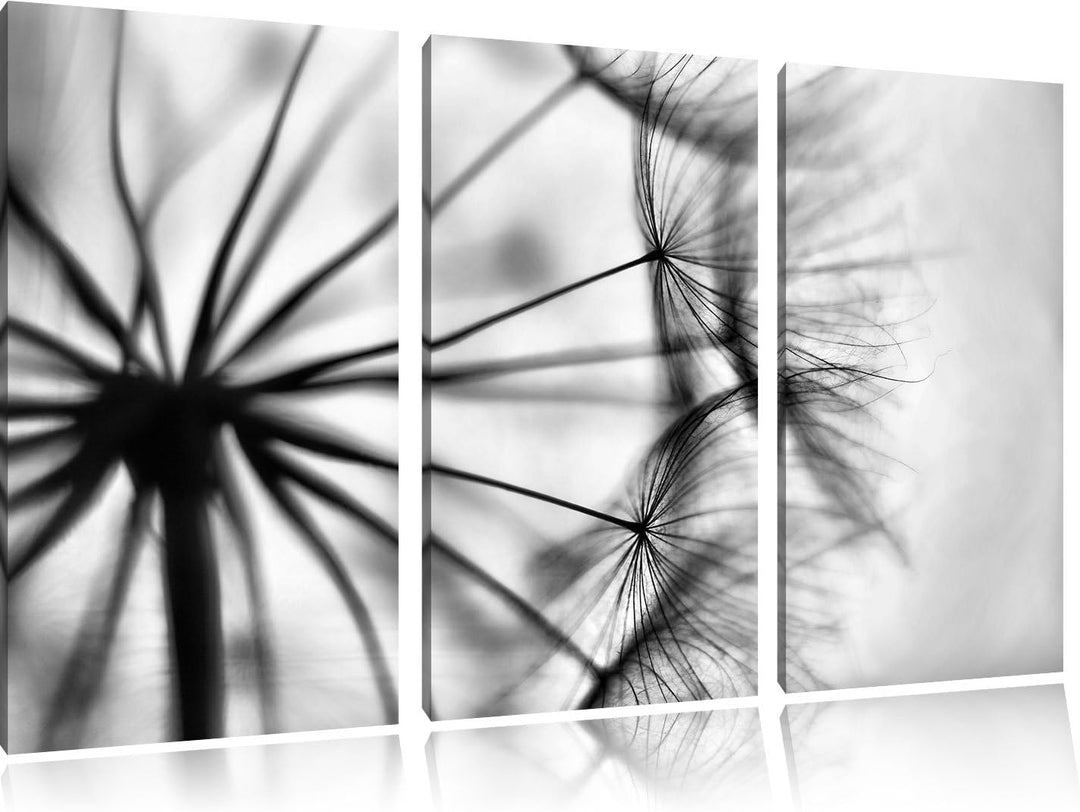 Pixxprint Weisse Pusteblumen als Leinwandbild/Grösse: 3 Teilig (120x80) cm/Wandbild/Kunstdruck/ferti