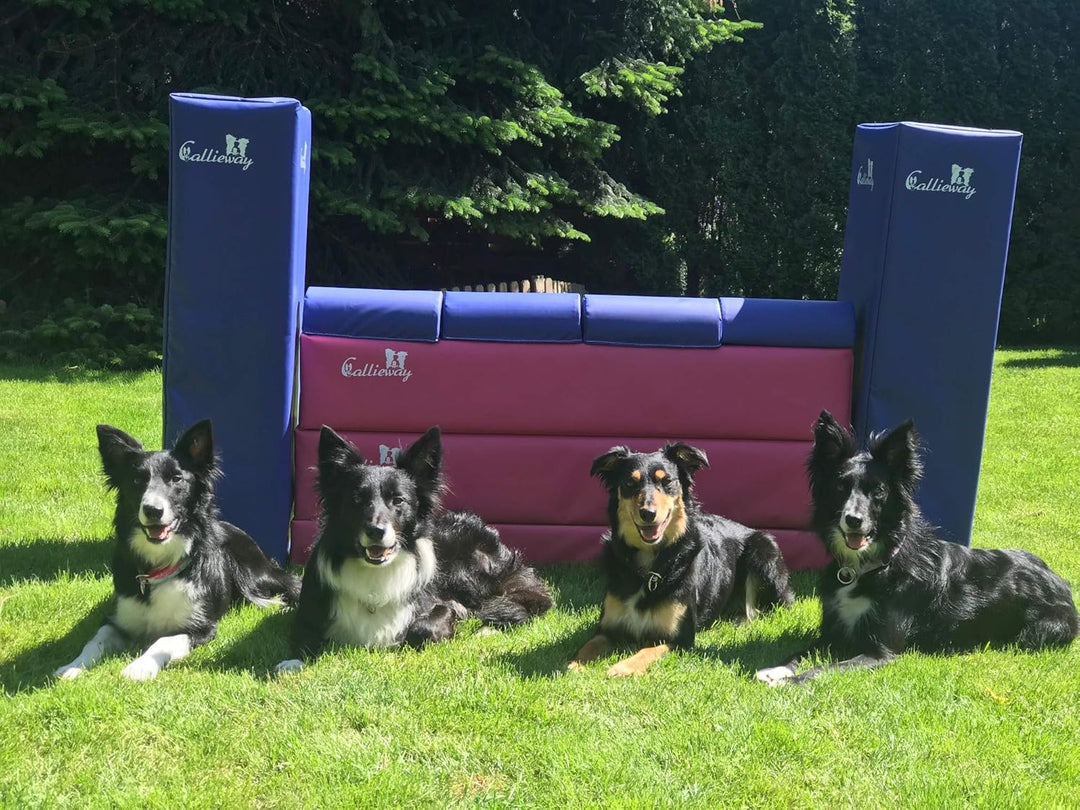 Callieway Turnier Agility Mauer „Bounce Over - Soft“ – alle FCI Sprunghöhen (Fuchsia/blau), fuchsia/