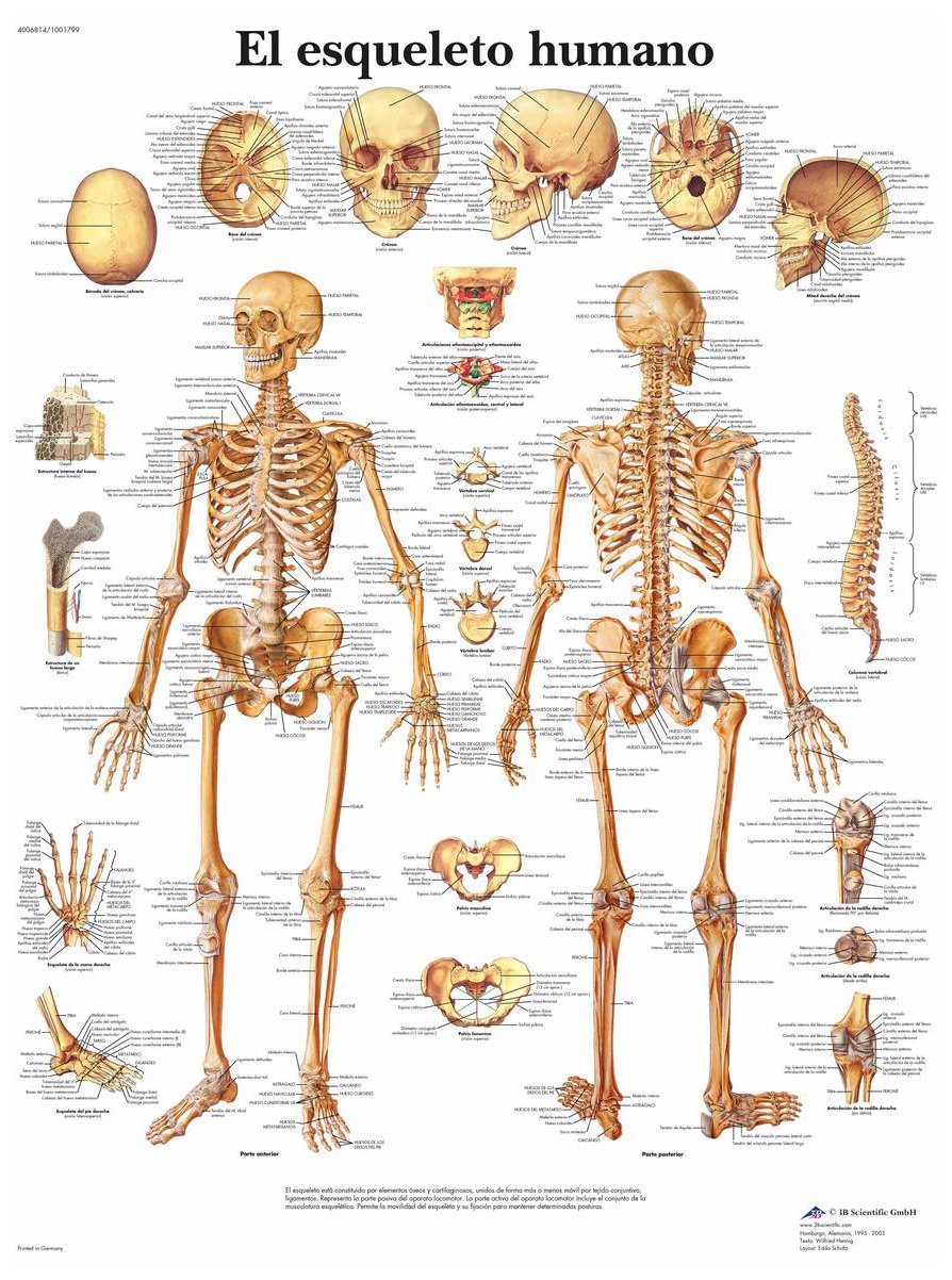 3B Scientific Gedruckt in Papier, Das menschliche Skelett, 1, Papier