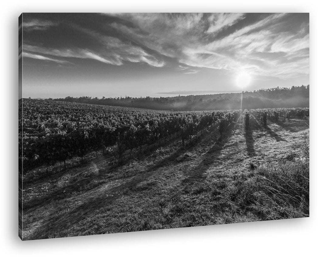 Traubenfeld in der Toskana Effekt: Schwarz/Weiss Format: 60x40 als Leinwandbild, Motiv fertig gerahm