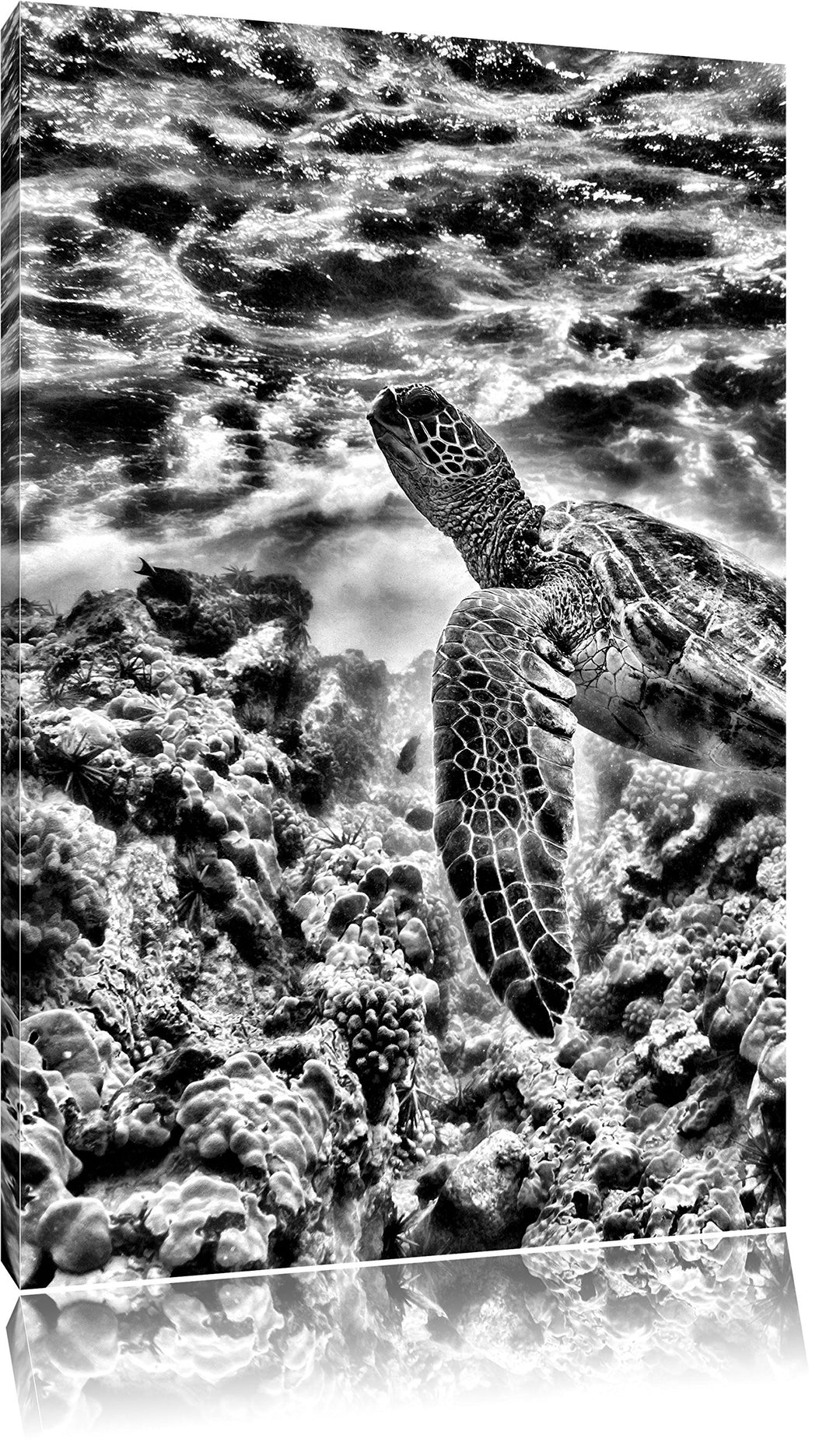 Pixxprint Schildkröte im Pazifik / 100x70cm Leinwandbild bespannt auf Holzrahmen/Wandbild Kunstdruck