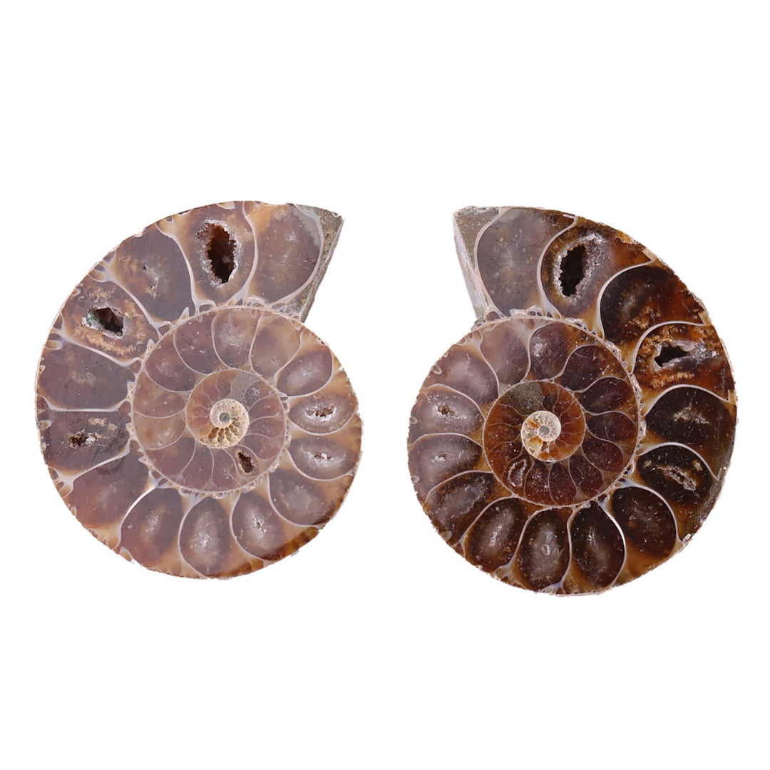 2 X AmmonitExemplar, Natürliches AmmonitExemplar Shell Madagaskar(4cm/1.57inch), 4cm/1.57inch