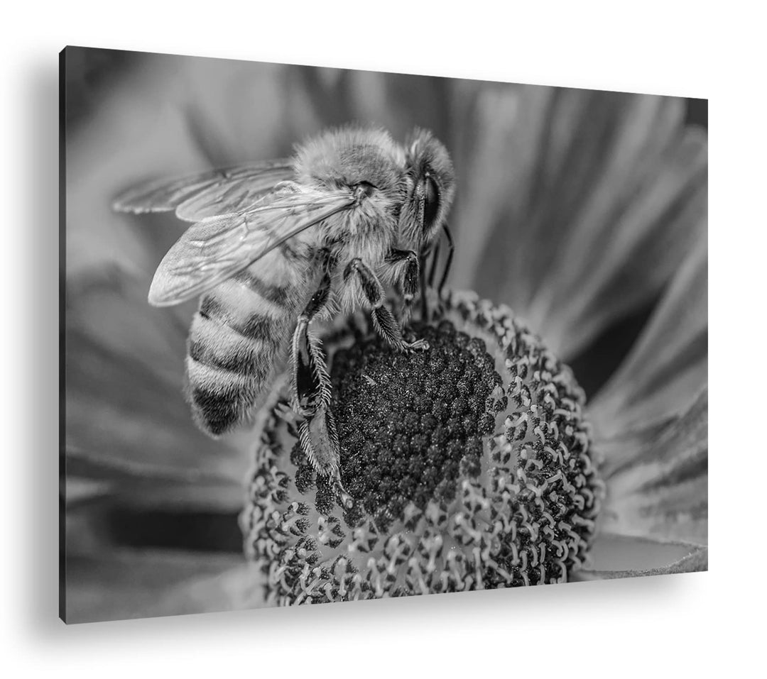 deyoli Biene beim Pollen sammeln Effekt: Schwarz&Weiss Format: 80x60 als Leinwandbild, Motiv fertig