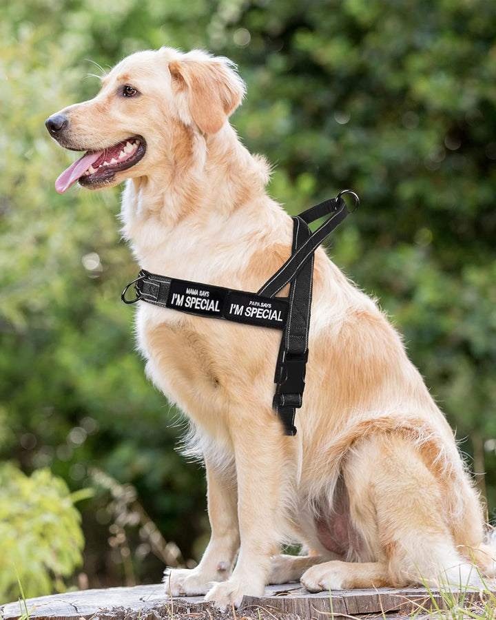 No Pull Hundegeschirr für kleine mittelgrosse Hunde, reflektierend ausbruchsicher verstellbar ohne Z