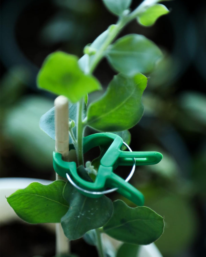 80 Pflanzenclips Pflanzenklammern für Rankhilfe Tomaten, Rosen, Gurken und andere Rankpflanzen – Bes