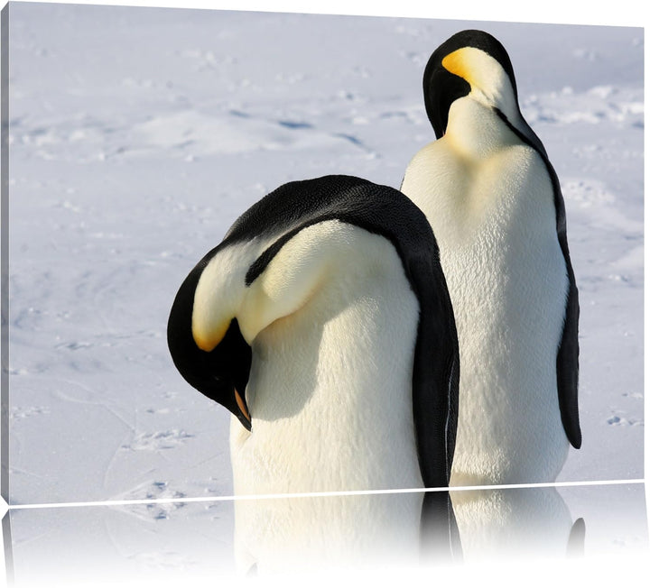 zwei Kaiserpinguine beim Putzen Leinwand, XXL riesige Bilder fertig gerahmt mit Keilrahmen, Kunstdru