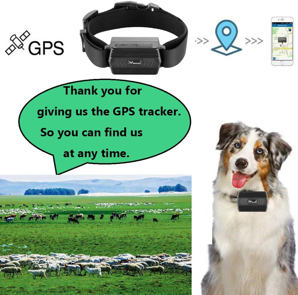4G GPS Tracker Tier mit Halsband, 3000mAh Wasserdicht Rinder Schaf GPS-Tracker Weiden Anti Verloren