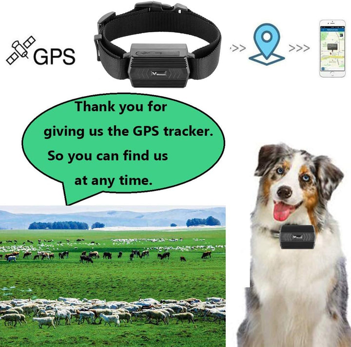 4G GPS Tracker Tier mit Halsband, 3000mAh Wasserdicht Rinder Schaf GPS-Tracker Weiden Anti Verloren