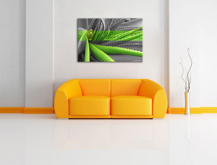 grüne Aloe Vera Pflanze schwarz/weiss Format: 100x70 auf Leinwand, XXL riesige Bilder fertig gerahmt