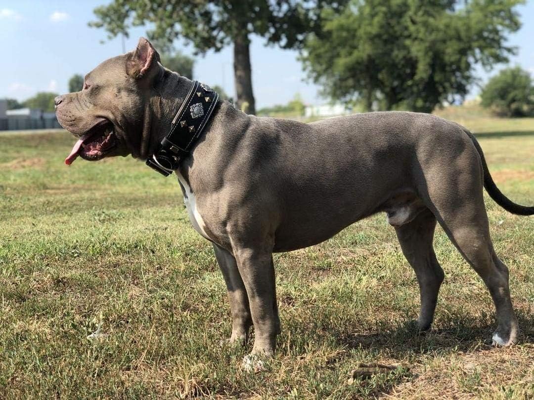 Bestia™ "Aztec Echtleder Hundehalsband für grosse Hunde. 100% Leder. Weich gepolstert. 6,3 cm breit.