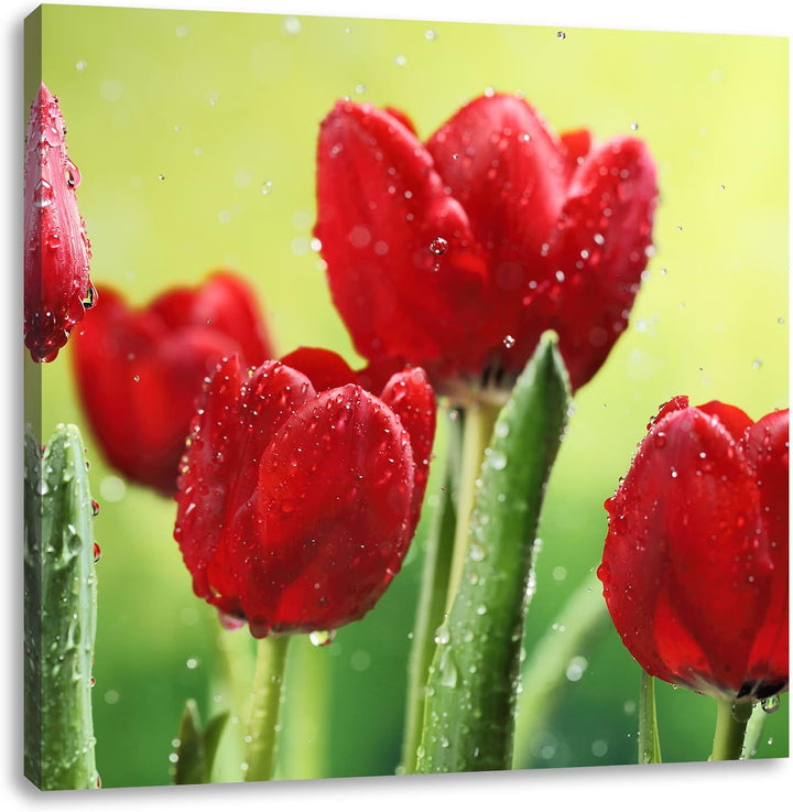 Pixxprint Rote Tulpen mit Tropfen bedeckt, Format: 70x70 auf Leinwand, 70x70