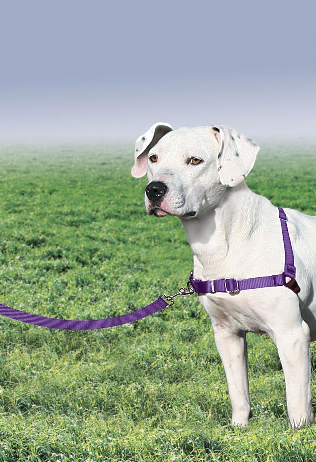 PetSafe Easy Walk Hundegeschirr. Deep Purple/Black Medium, Deep Purple/Black Medium